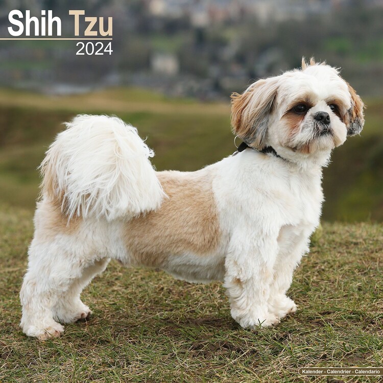 Calendar 2027 Shih Tzu