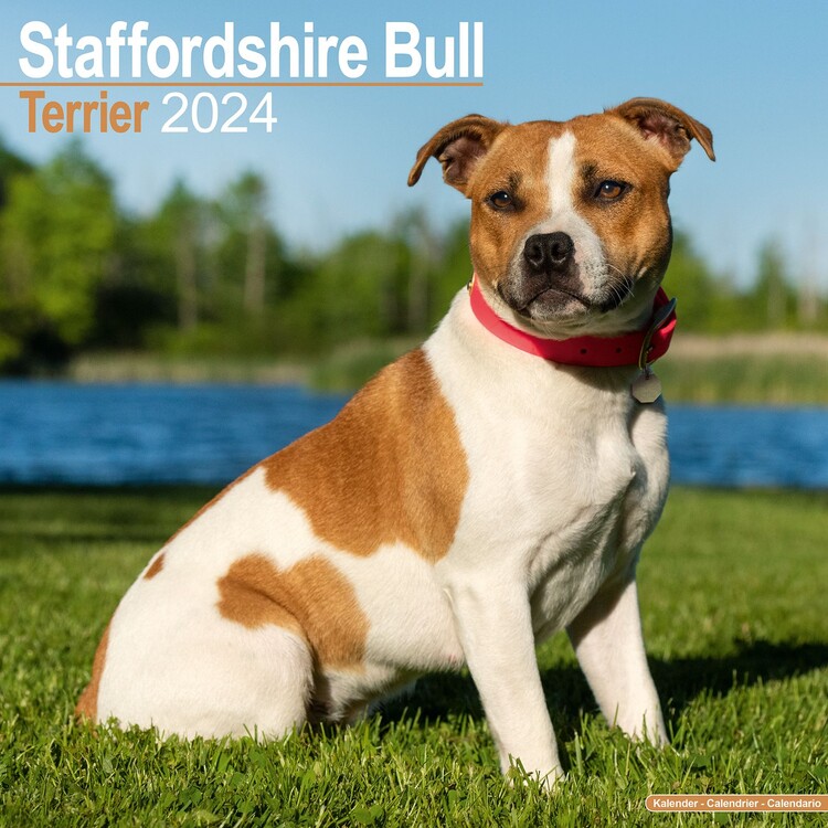 Календар 2027 Staffordshire Bull Terrier