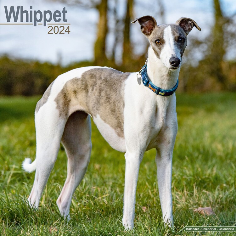 Календар 2027 Whippet