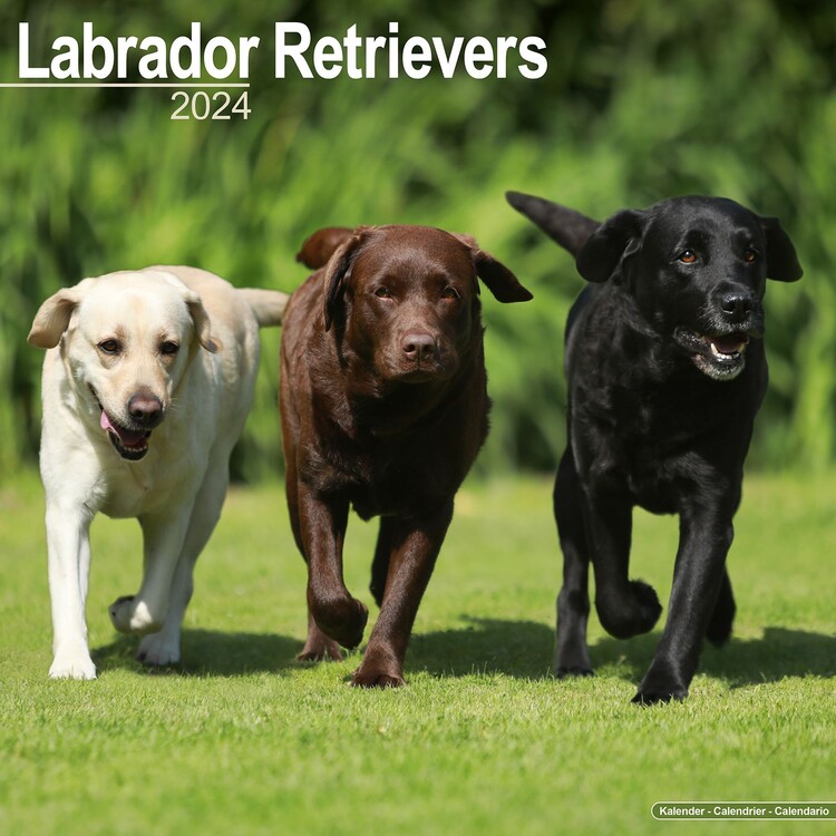 Kalenteri 2027 Labrador Ret (Mixed)