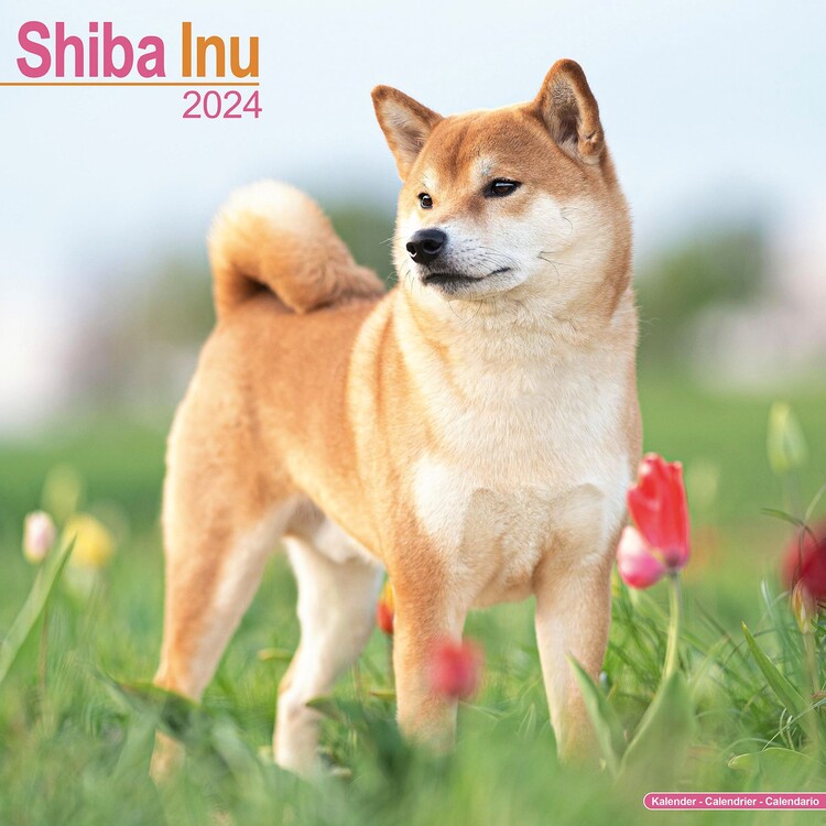 Ημερολόγιο 2027 Shiba Inu