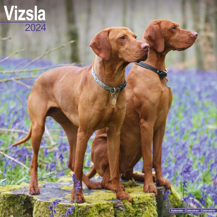 Ημερολόγιο 2027 Vizsla