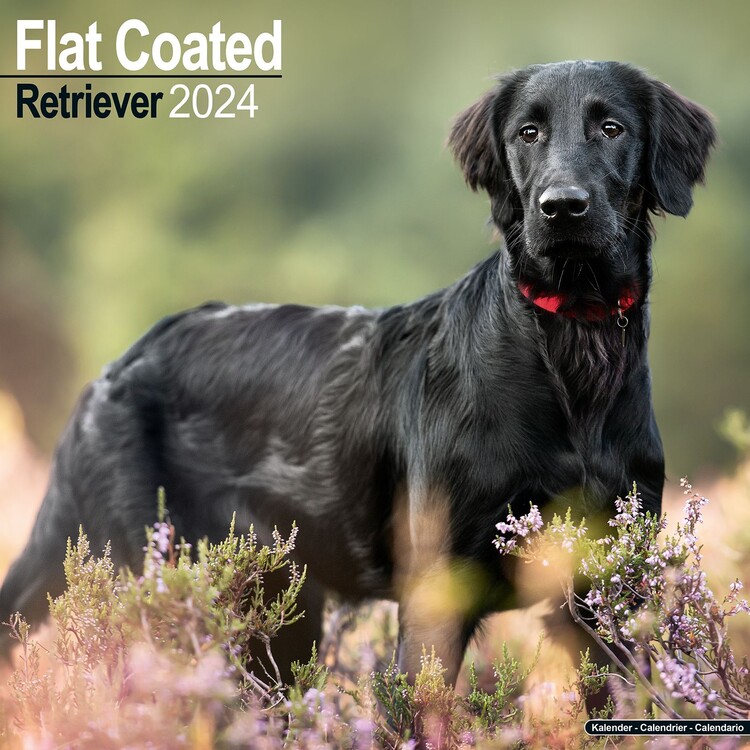 Calendar 2027 Flatcoated Retriever