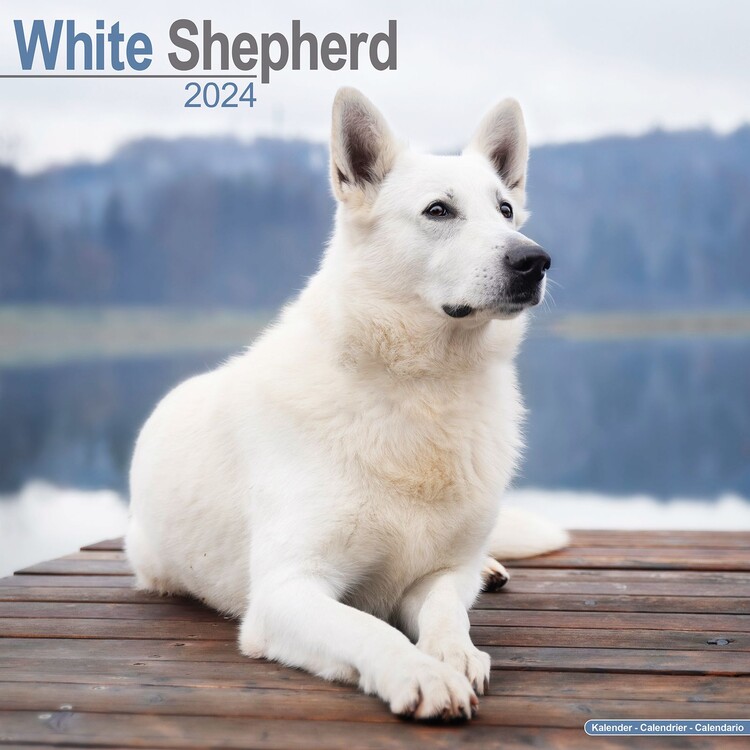 Calendar 2027 White Shepherd