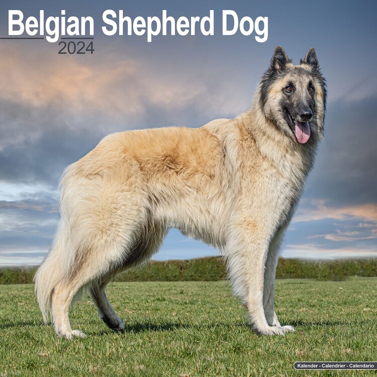 Ημερολόγιο 2027 Belgian Shepherd Dog