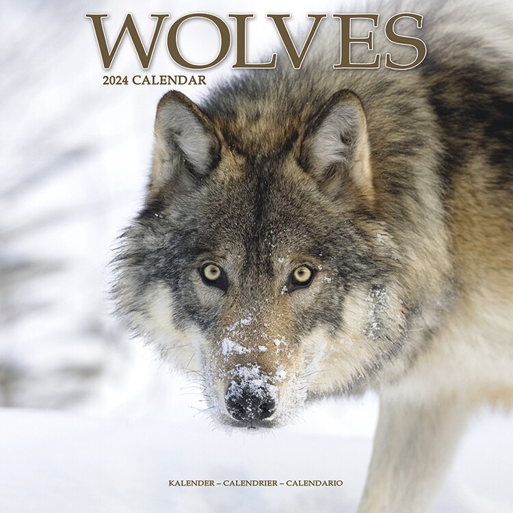 Kalenteri 2027 Wolves