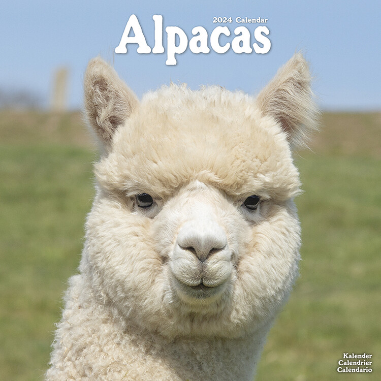 Calendário 2027 Alpacas