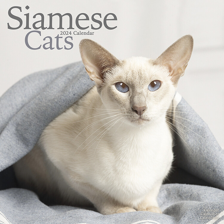 Calendário 2027 Cats - Siamese