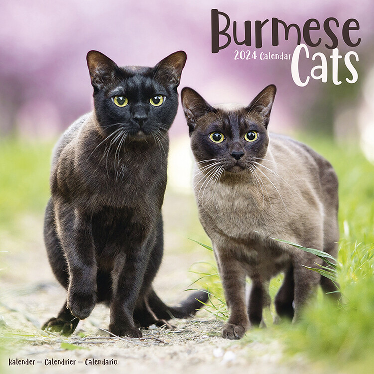 Calendar 2027 Cats - Burmese