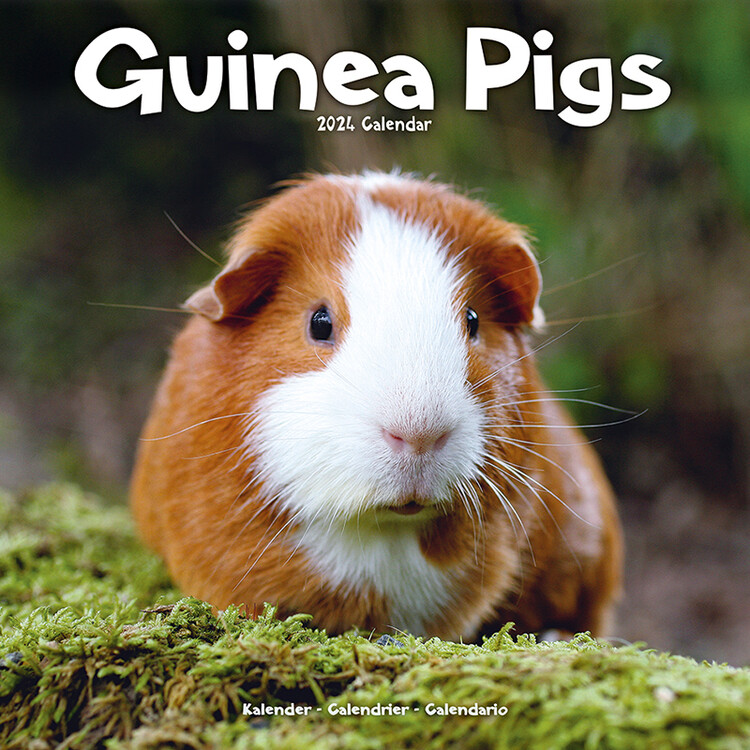 Kalenteri 2027 Guinea Pigs