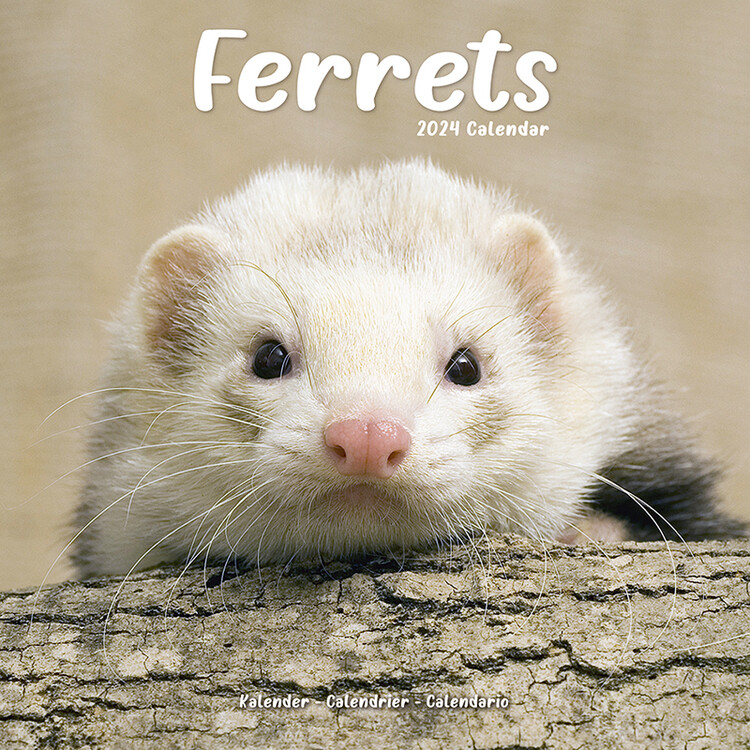 Koledar 2027 Ferrets