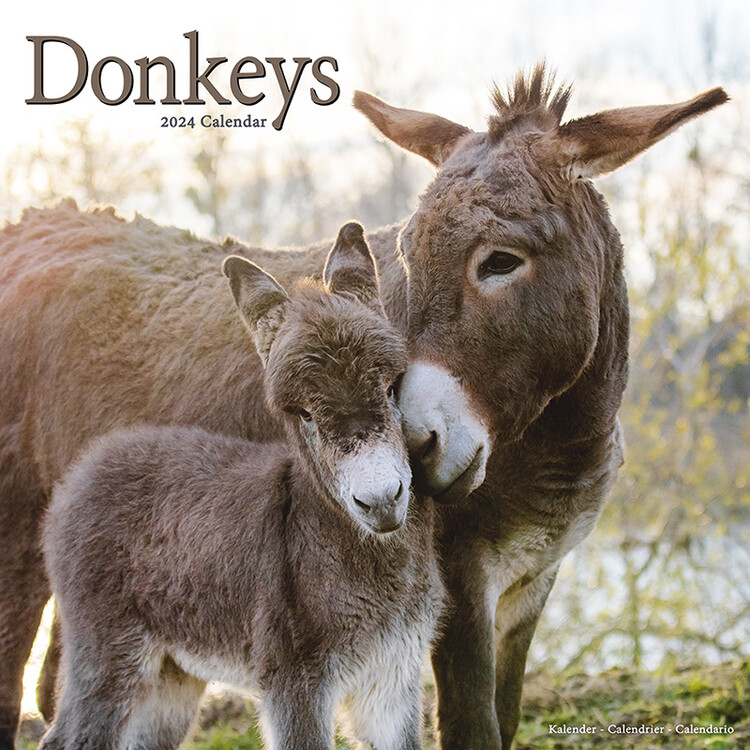 Kalendar 2027 Donkeys
