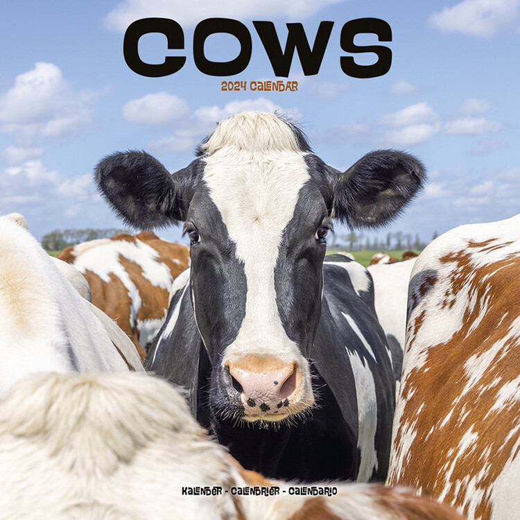Koledar 2027 Cows