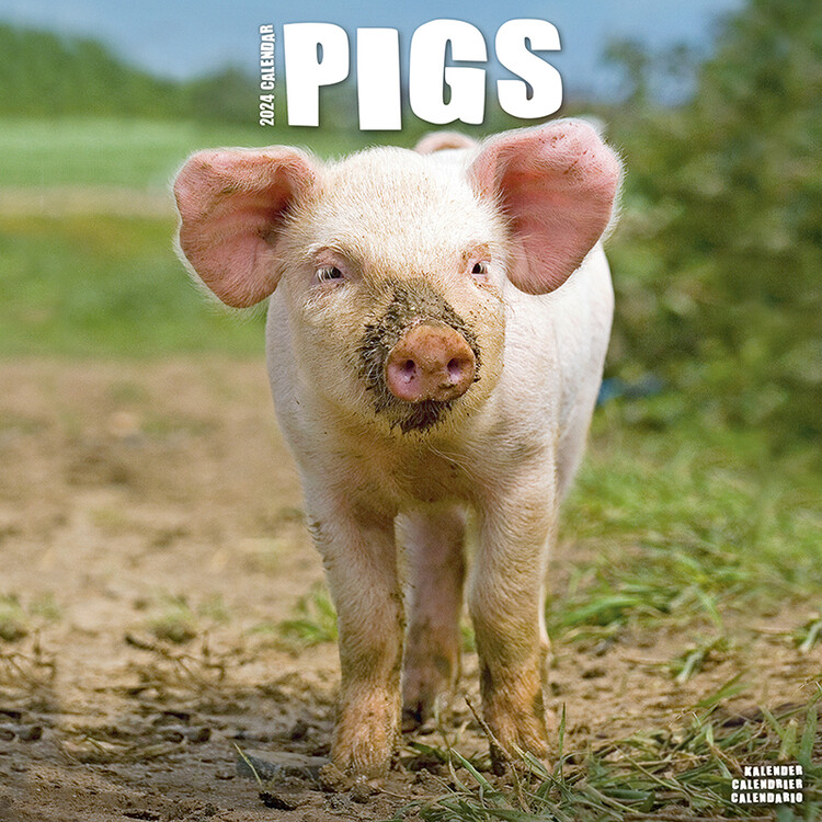 Kalenteri 2027 Pigs
