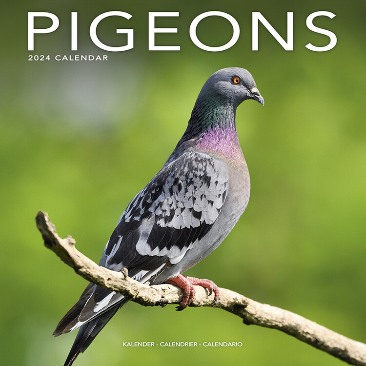 Kalenteri 2027 Pigeons