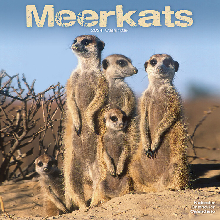 Календар 2027 Meerkats