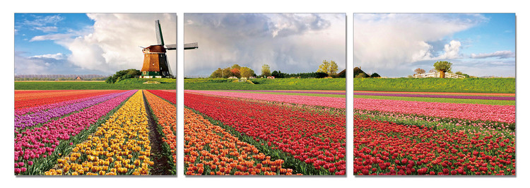 Holland - Fields with Tulips Mounted Art Print