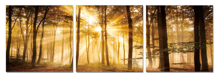 Orange Forest - Sunbeams Slika