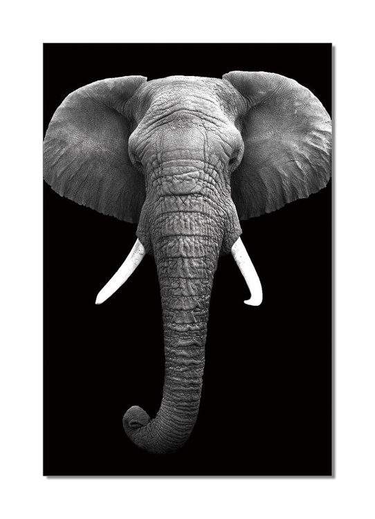 African Elephant (B&W) Slika