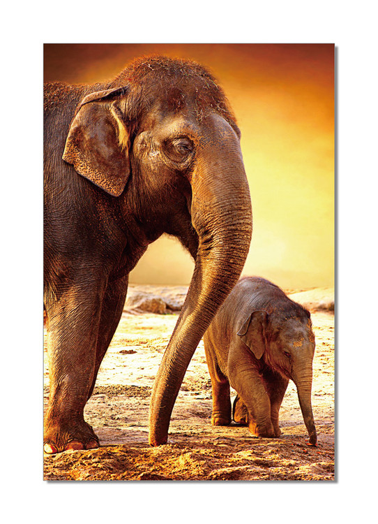 Quadro Elephants - Mom and Baby