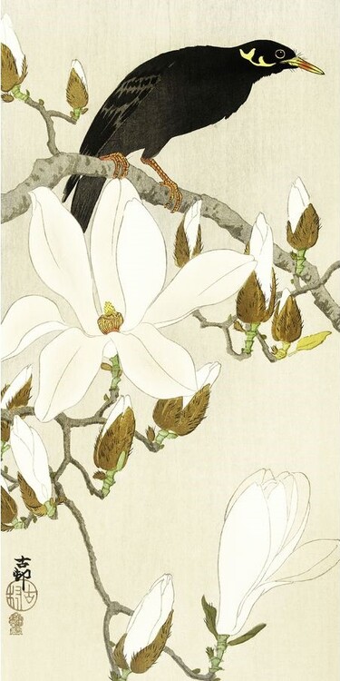 Εκτύπωση τέχνης Myna On Magnolia Branch