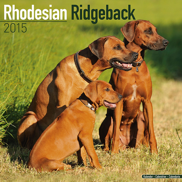 Календар 2027 Rhodesian Ridgeback