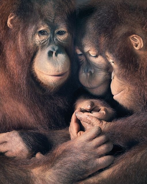 Плакат Tim Flach - Orangutan Family