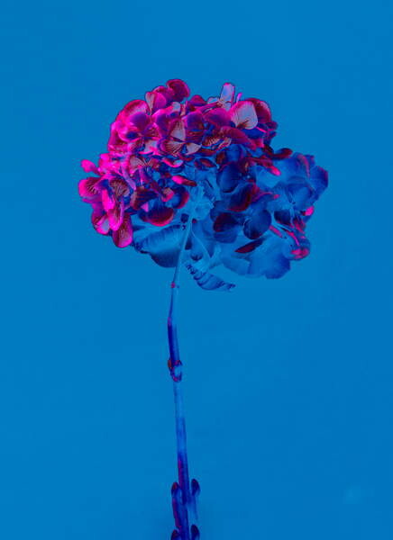 Плакат Hydrangea 2, 2019