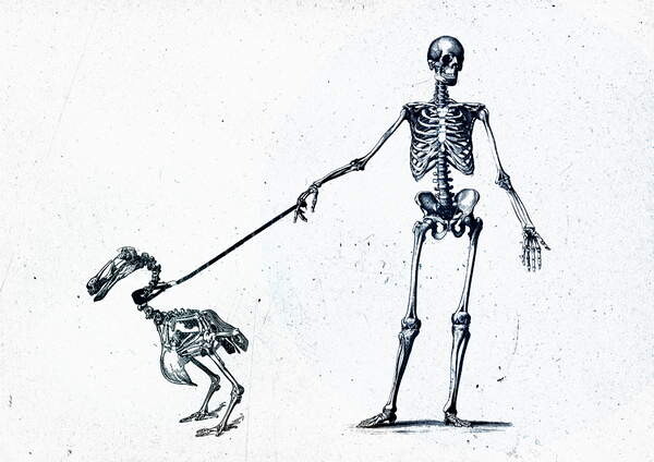 Плакат Walking my dodo, 2015