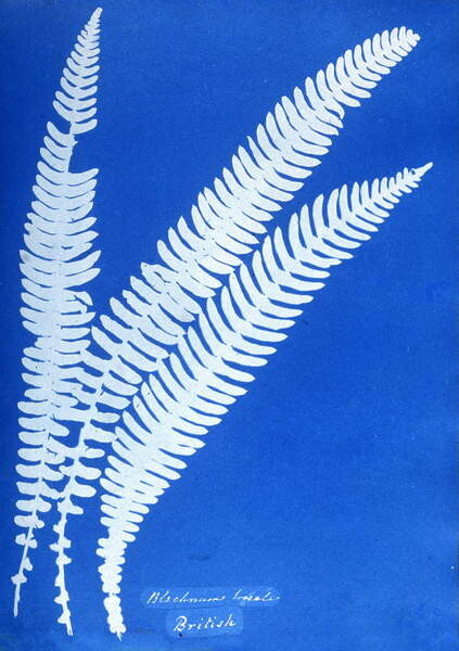 Принти на полотні Cyanotype of a British fern, 1853