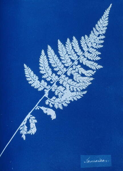 Наклейка Cyanotype of British fern, 1853