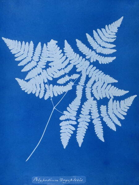 Плакат Cyanotype of Polypodium dryopteris, 1853