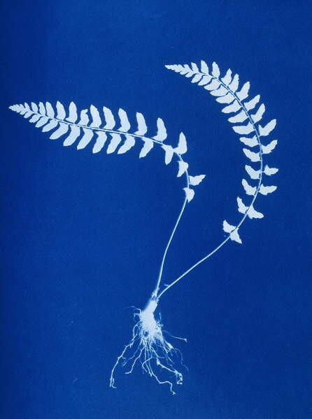Плакат Cyanotype of Aspidium trapezoides, 1853
