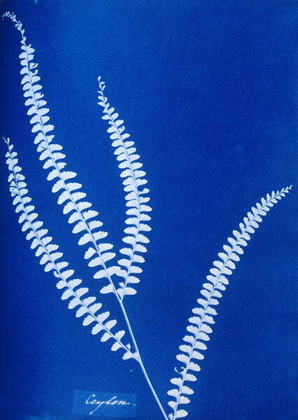 Плакат Cyanotype of a Ceylonese fern, 1853