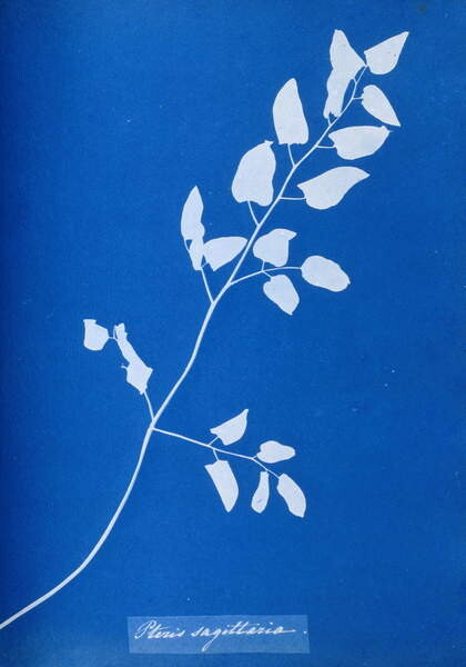 Плакат Cyanotype of Pteris sagittaria, 1853