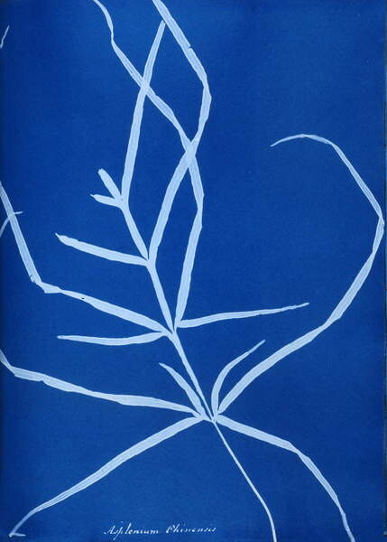 Принти на полотні Cyanotype of British fern, 1853