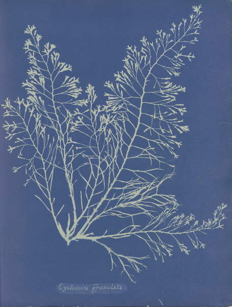 Наклейка Cystoseira granulata from Photographs of British Algæ