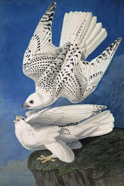 Наклейка Jer or Iceland Falcon, Falco Islandicus, , from The Birds of America by John J. Audubon, pub. 1827-38