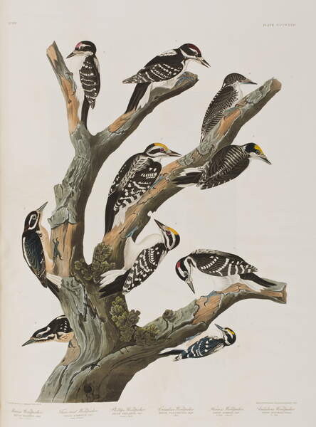 Принти на полотні Illustration from 'Birds of America', 1827-38