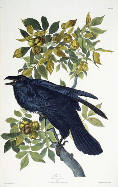 Плакат Raven,
