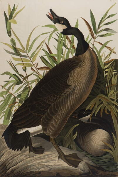 Плакат Canada Goose, 1827-1838