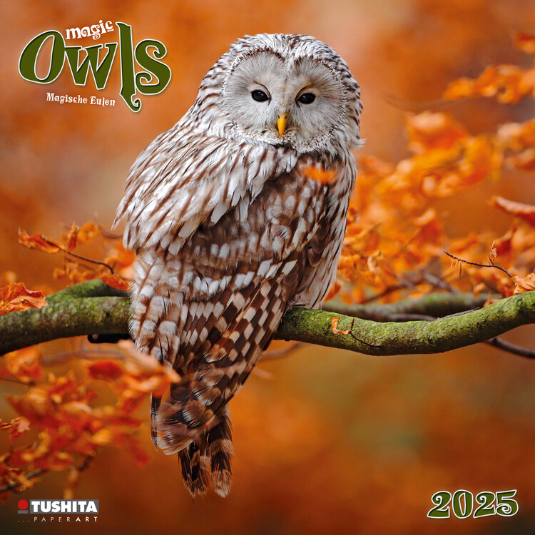 Календар 2027 Magic Owls