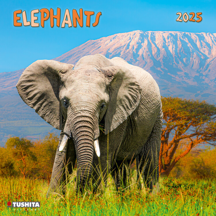 Календар 2027 Elephant