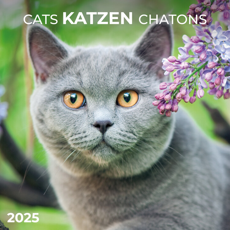Календар 2027 Cats