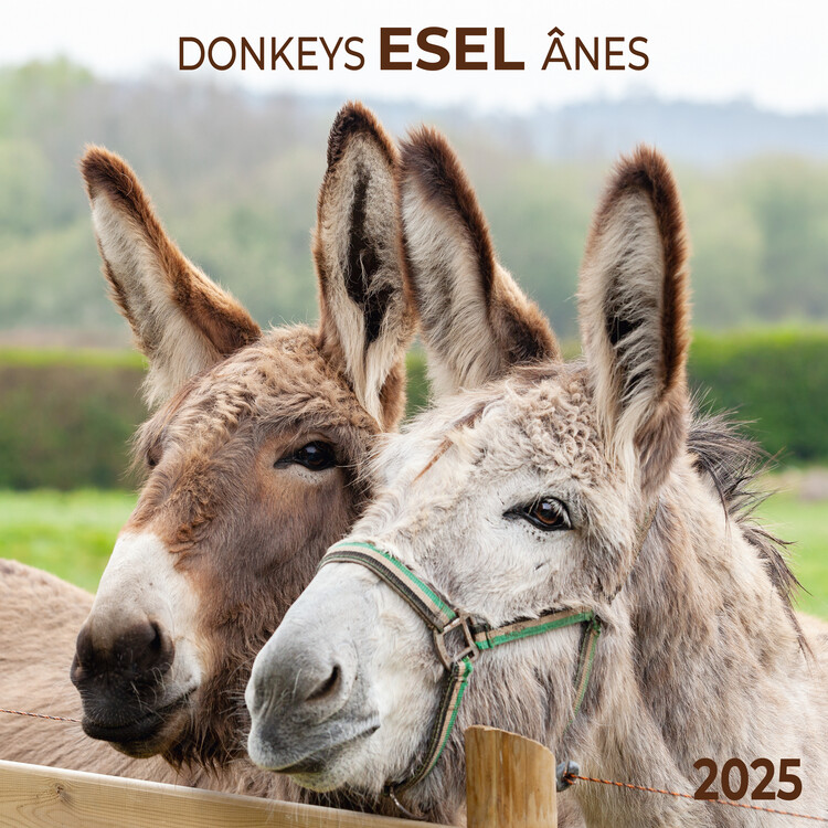 Календар 2027 Esel