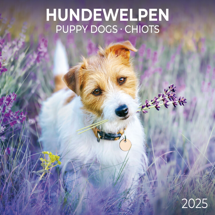 Calendar 2027 Puppy Dogs