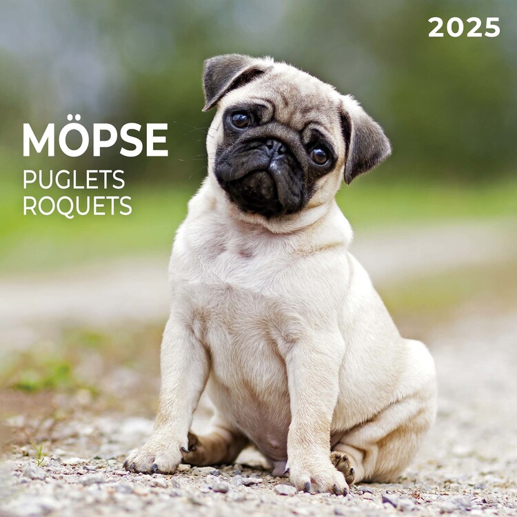 Koledar 2027 Puglets