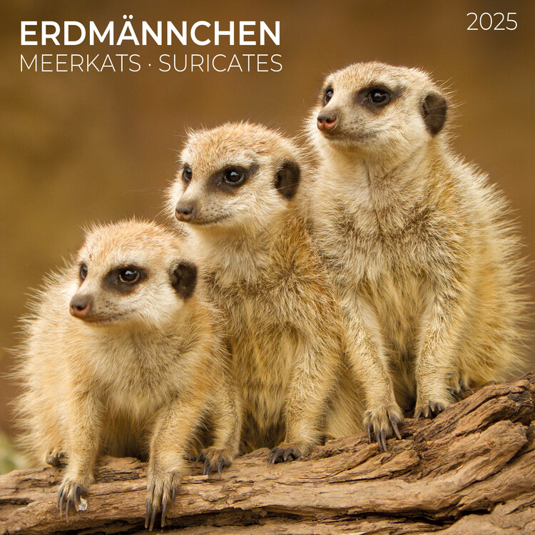 Календар 2027 Meerkats