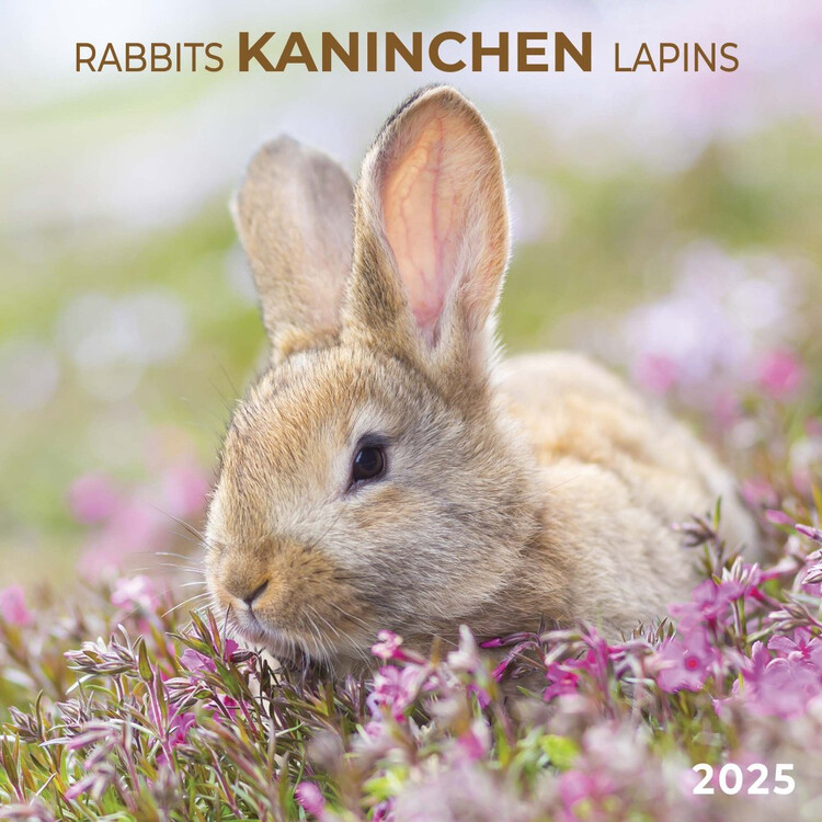 Календар 2027 Rabbits