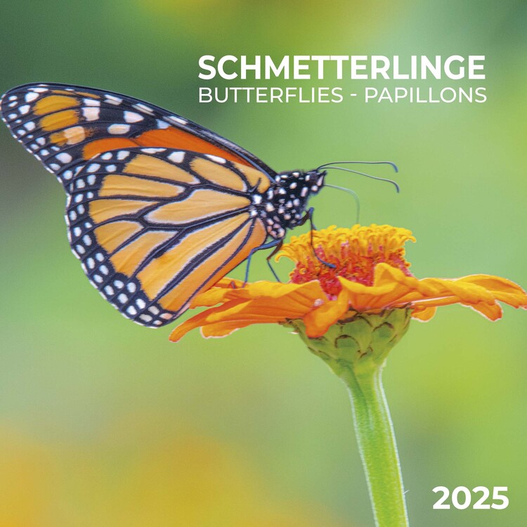 Calendar 2027 Butterflies